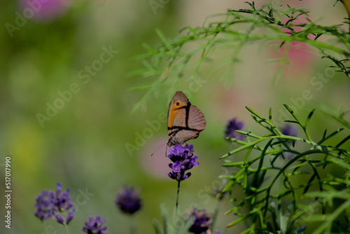 motyl siedzący na kwiatku lawendy
