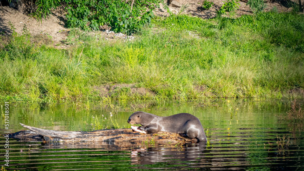 Giant Otter Giant Otter