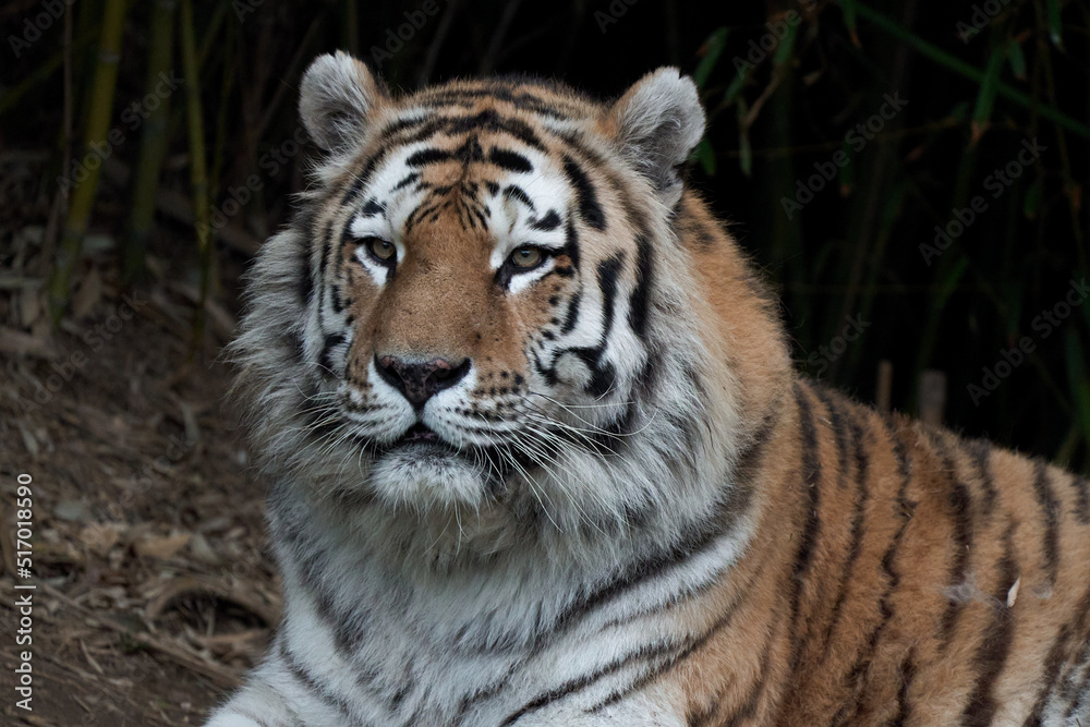 Front view of a Tiger