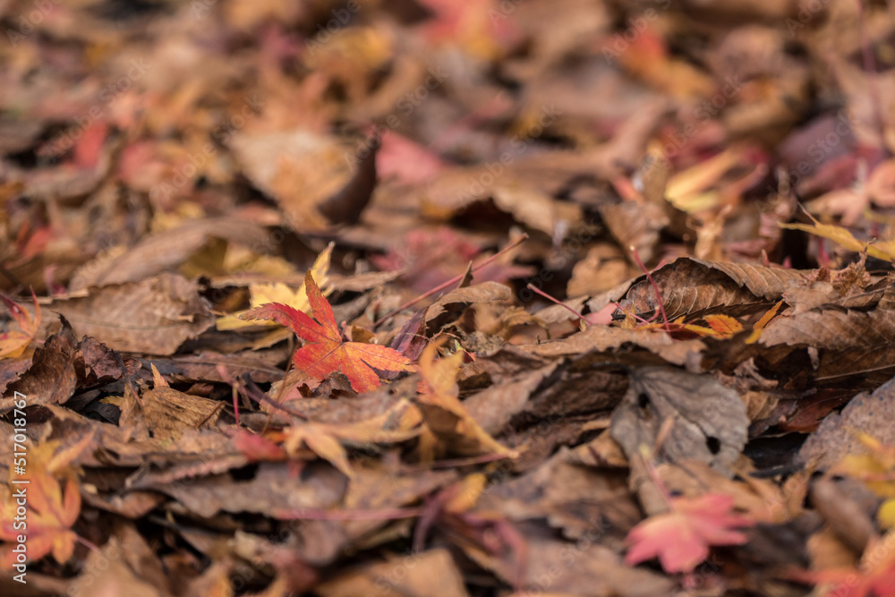 Autumn leaves in the nature