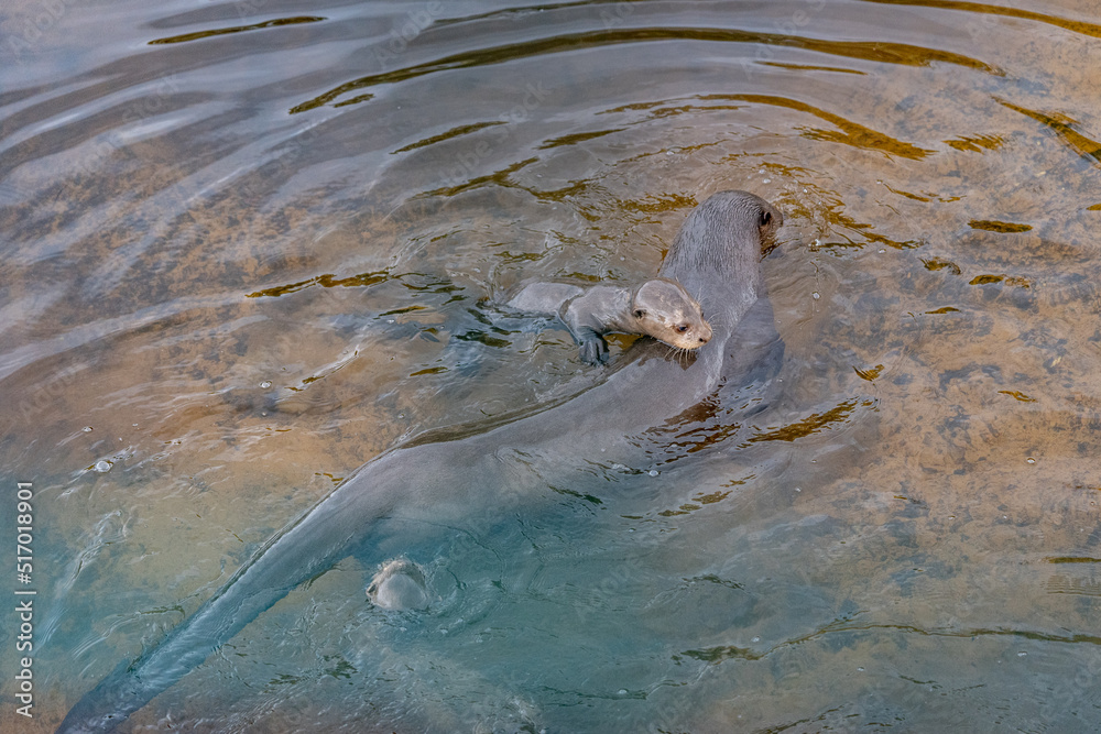 Obraz premium Giant Otter