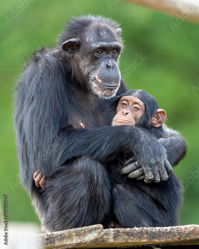 Vertical shot of a cute Chimpanzee hugging its baby photo