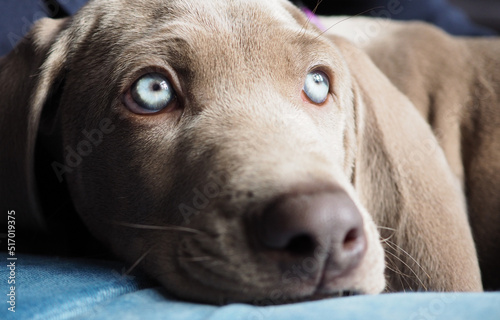 Closeup shot of the Weimaraner type puppy with blue eyes and a brown snout