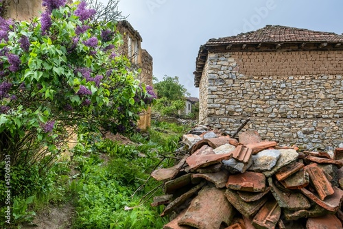 Common lilac plans and kallu stones under old stone house in Abandoned village in North Macedonia photo