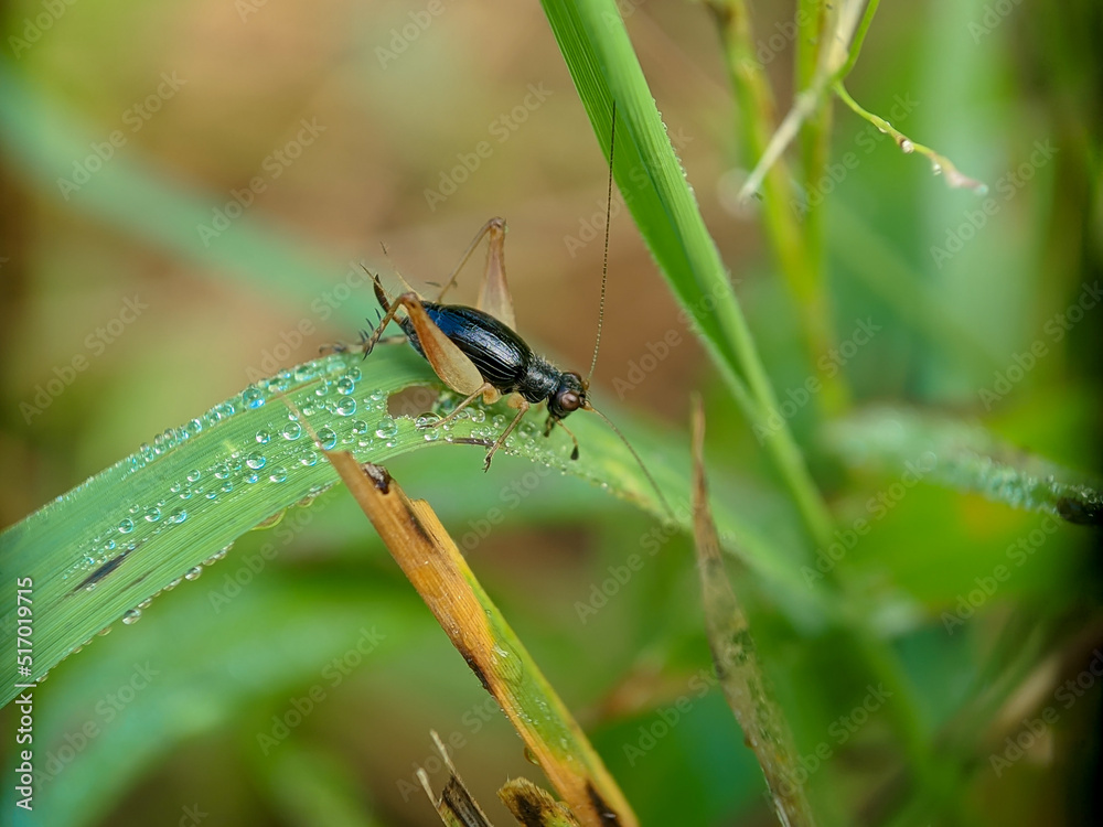Little grasshopper on the leaf in the morning, macro photography, extreme close up Little grasshopper on the leaf in the morning, macro photography, extreme close up