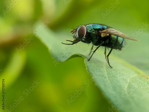 fly on leaf, macro photography, extreme close up