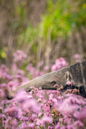Giant Anteater