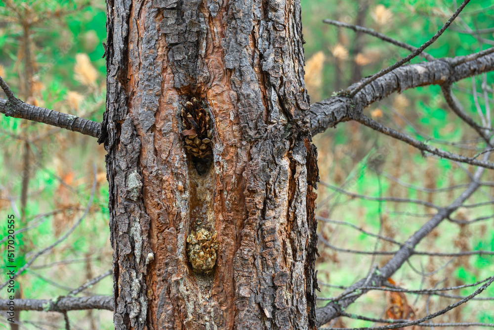 Woodpeckers extract seeds from connect using anvils, in which they put cone after removing it from tree Woodpeckers extract seeds from connect using anvils, in which they put cone after removing it from tree