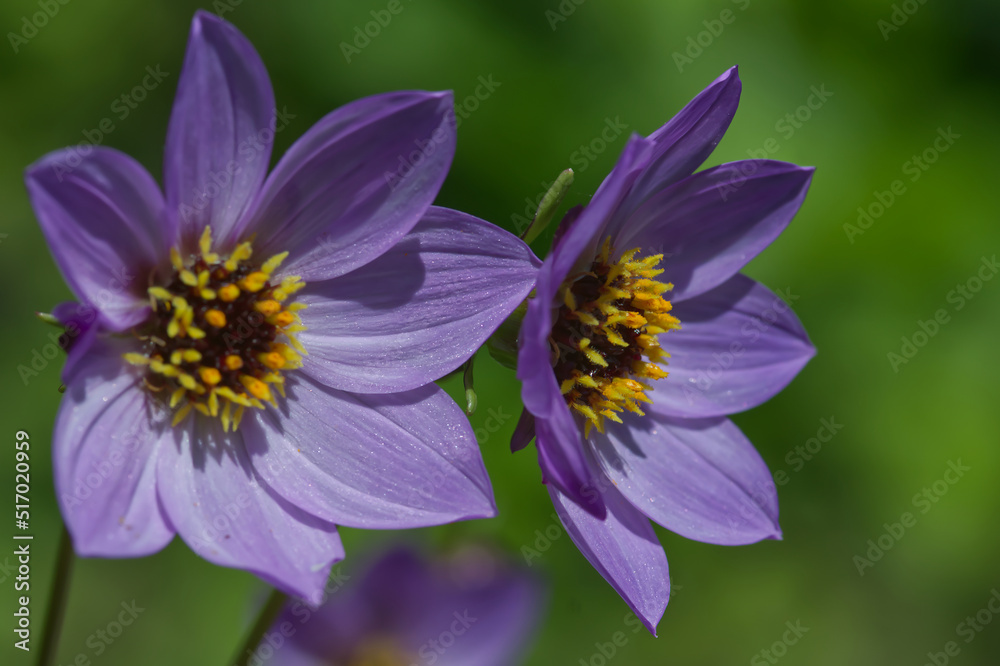Dahlia Dahlia