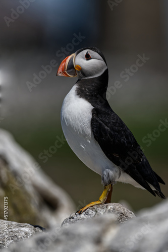 Portrait of a puffin © Angie