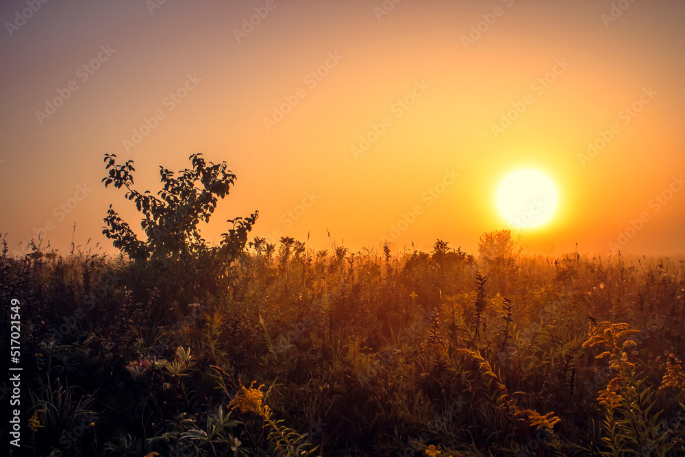 Morning summer. Beautiful wildflowers, light sun, selective focus. Shallow depth of field. Gold hour.