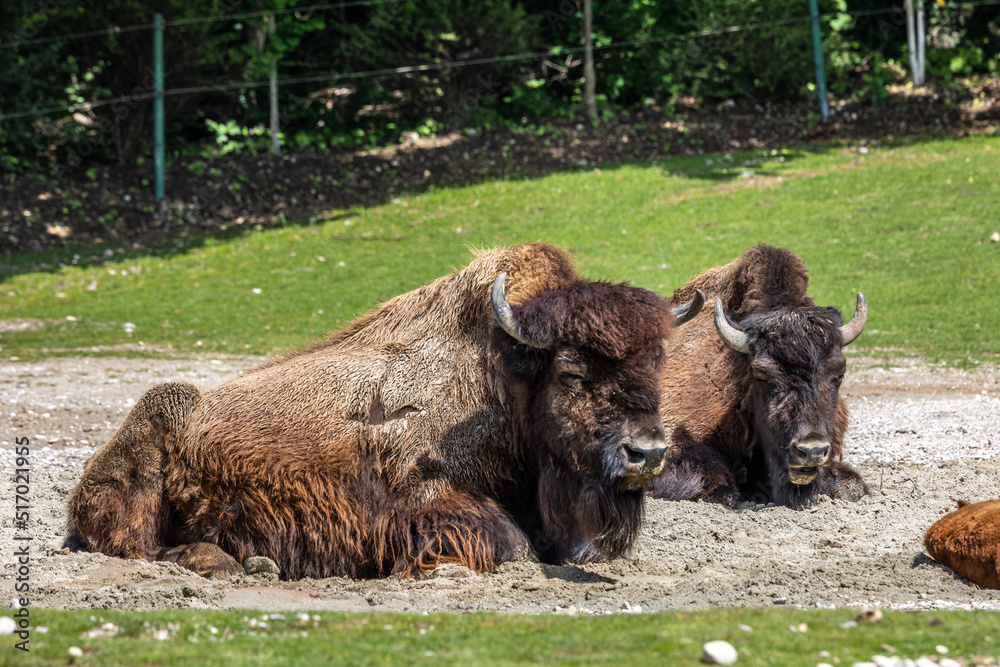 American buffalo known as bison, Bos bison in a german park American buffalo known as bison, Bos bison in a german park