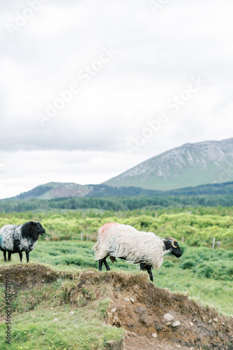 Sheep walk over a hill in Galway, Ireland