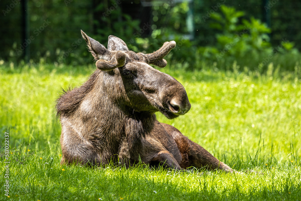 European Moose, Alces alces, also known as the elk European Moose, Alces alces, also known as the elk