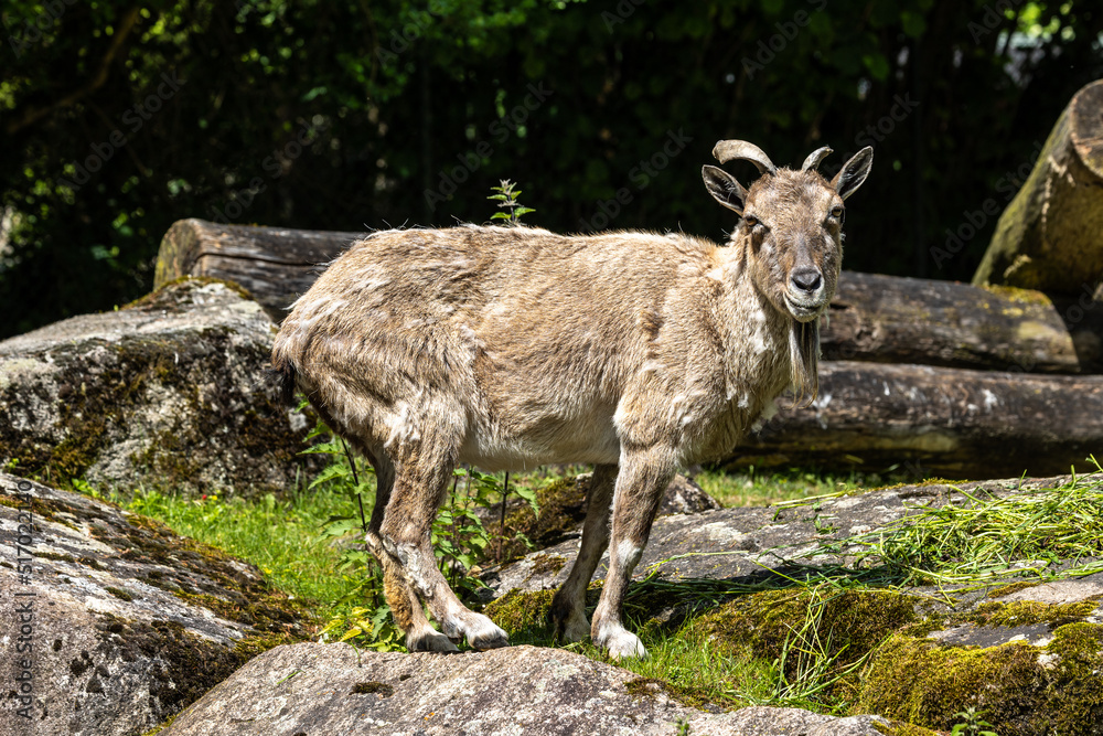 Fototapeta premium Turkmenian markhor, Capra falconeri heptneri living on the rocks
