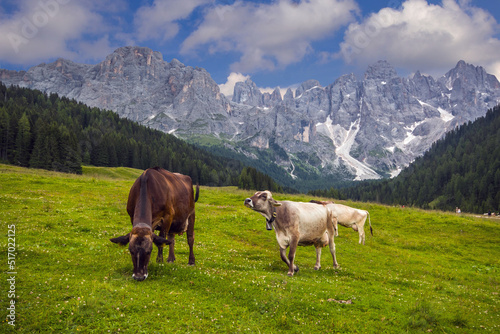 View of grazing cows in the wonderful Val Venegia with Pale di San Martino mountains in the background