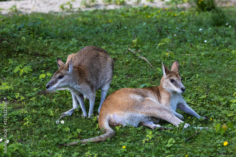 The agile wallaby, Macropus agilis also known as the sandy wallaby The agile wallaby, Macropus agilis also known as the sandy wallaby