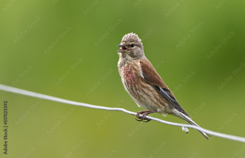 Fototapeta premium Male linnet