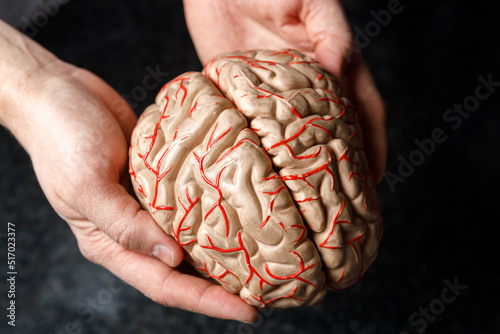 The doctor's hands hold a mock-up of the human brain.