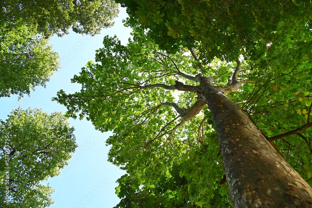 Fototapeta premium Low angle view of tree crowns in the forest