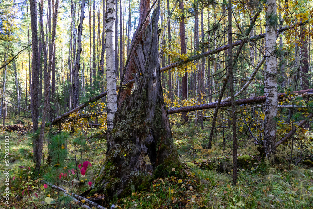 Obraz premium A piece of the remains of a tree trunk broken by the wind in the forest