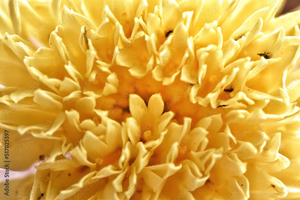 Macro Photography Of Chrysanthemum Macro Photography Of Chrysanthemum