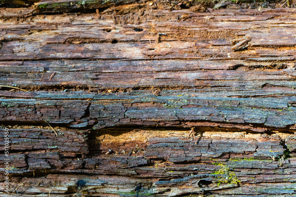 rotten trunk of pine tree without bark close-up on the background of pine forest rotten trunk of pine tree without bark close-up on the background of pine forest