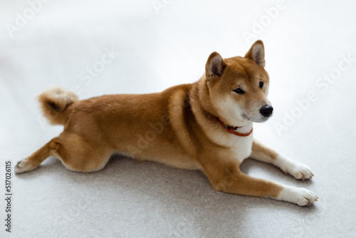 Shiba Inu female dog in the room. Red haired Japanese dog 10 monthes old. A happy domestic pet photo