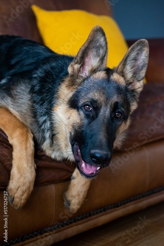Closeup of a German shepherd resting on a couch