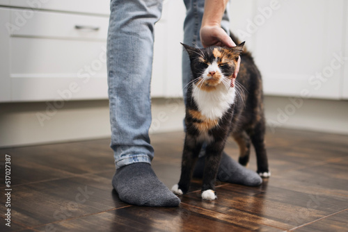 Domestic life with pet. Man stroking his cute mottled cat at home. photo