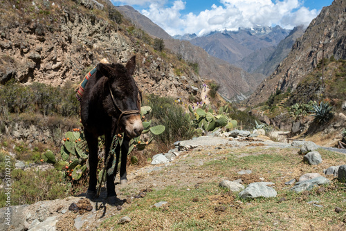 Peruvian farming mules (donkeys) in rural landscapes doing manual labor photo