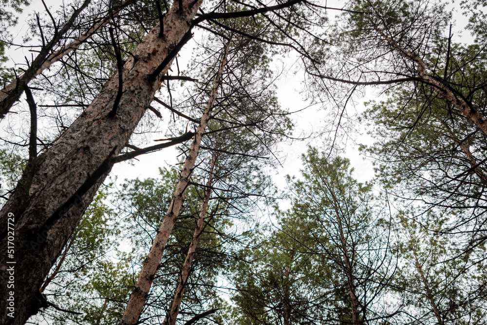 Fototapeta premium Tops and trunks of large pines, in a coniferous forest, taken from the bottom up. A piece of sky in the center of the photo, surrounded by trunks and tops of coniferous trees.