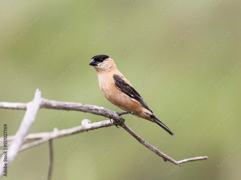 Copper Seedeater – Sporophila bouvreuil - caboclinho Copper Seedeater – Sporophila bouvreuil - caboclinho