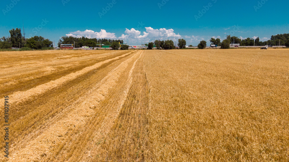 Fototapeta premium Aerial view of ripe barley fields