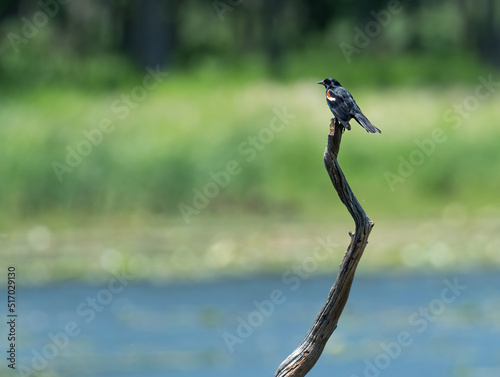 A red-winged black bird perched on a dear tree branch overlooking the blue water of a pond