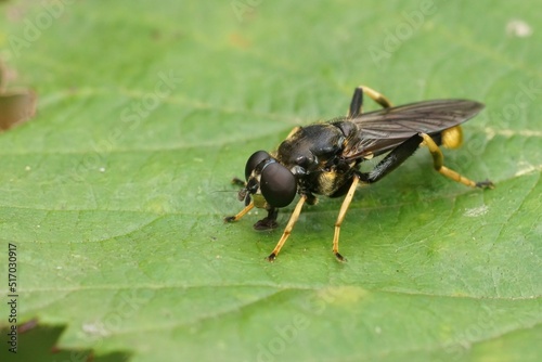 Closeup on a golden-tailed leafwalker hoverfly, Xylota sylvarum  photo