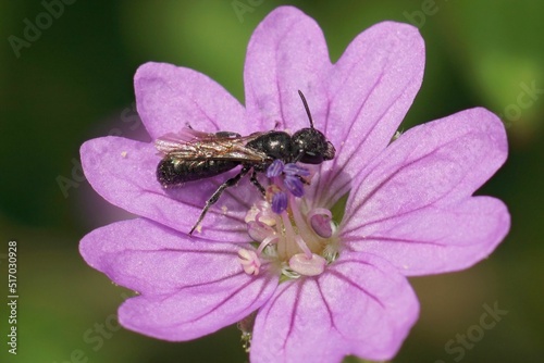 Closeup on a small black scissor bee, Chelostoma campanularum on  a purple geranium pyrenaicum photo