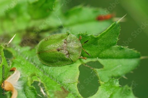 Closeup on a green thistle tortoise beetle, Cassida rubiginosa sitting on it's hotsplant photo