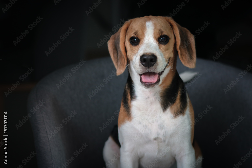 Lovely beagle puppy. Cute beagle puppy lying on the chair.