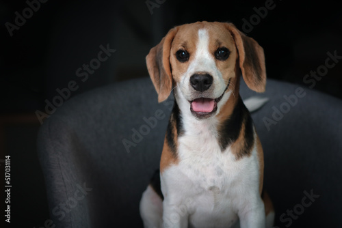 Lovely beagle puppy. Cute beagle puppy lying on the chair.