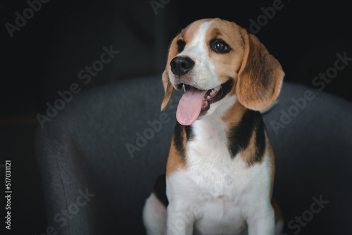 Lovely beagle puppy. Cute beagle puppy lying on the chair.