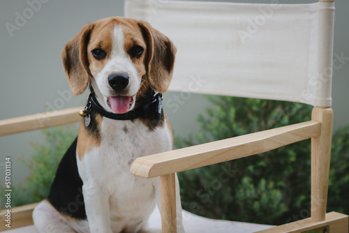 Lovely beagle puppy. Cute beagle puppy lying on the chair.