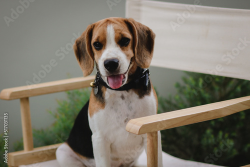 Lovely beagle puppy. Cute beagle puppy lying on the chair.
