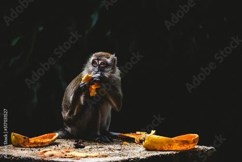 Close-up shot of a monkey eating fruits against a dark background photo