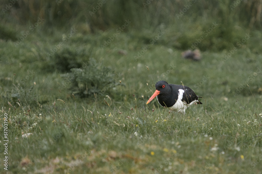 Oystercatcher bird in the field looking for food in Scottish Highland Wildlife park Oystercatcher bird in the field looking for food in Scottish Highland Wildlife park