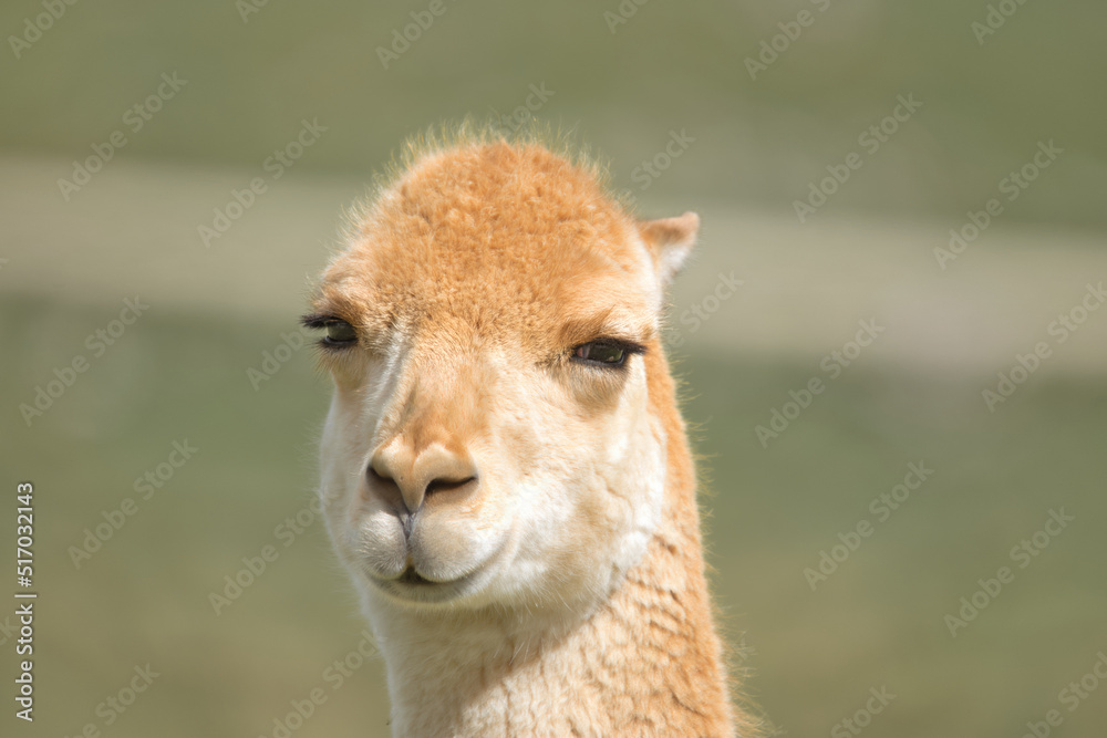 Vicuna squinting in Scottish Highland Wildlife park