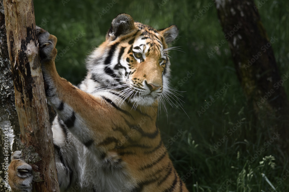 Fototapeta premium Amur tiger stretching on a tree Scottish highland wildlife park