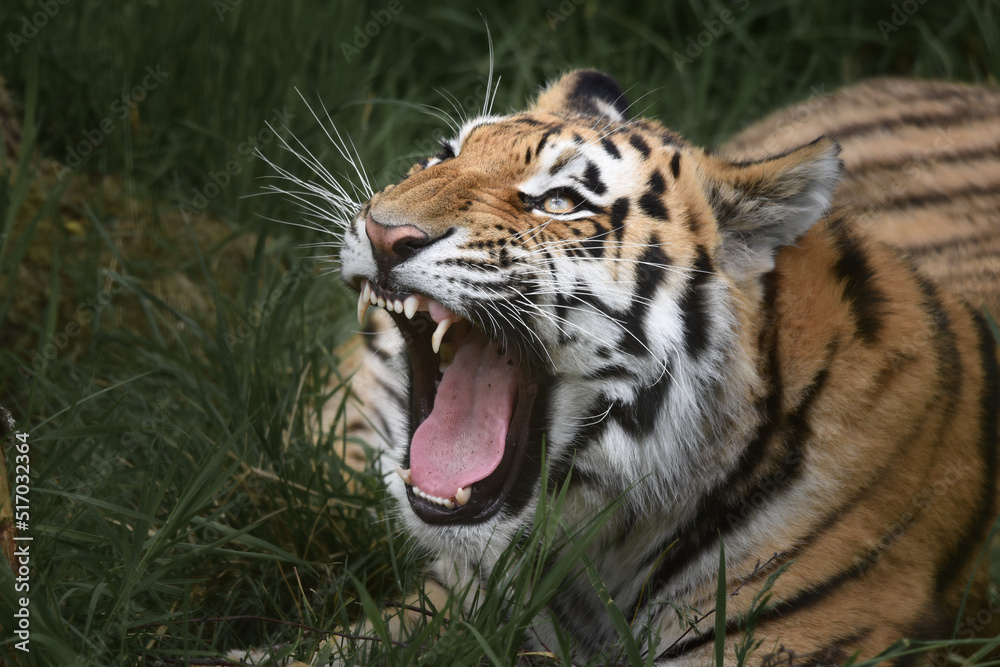 Amur Tiger yawning in Scottish highland wildlife park