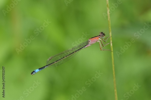 Closeup shot of a blue-tailed damselfly (Ischnura elegans) sitting on a reed photo