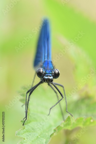 Closeup shot of a male banded demoiselle (Calopteryx Splendens) sitting on a nettle photo